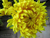 chrysanthème jaune