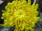 chrysanthème mordoré