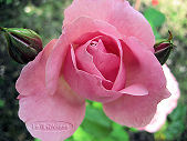 rose centenaire de Lourdes