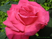 rose fuschsias