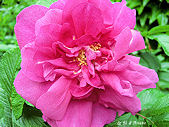 rose rugosa